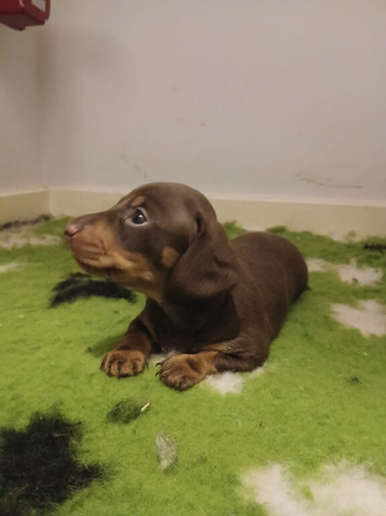 Meet "Uno" chocolate and tan daschund