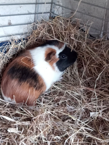 Baby Guinea pigs for sale