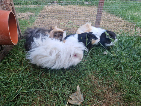 4 Female Guinea Pigs