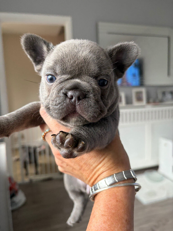 aa solid French bulldogs