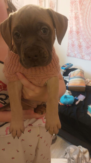 Beautiful English bulldog X Cane corso femals pup