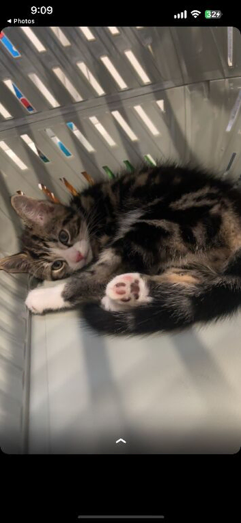 Tabby kitten