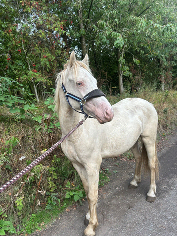 Very nice gelding