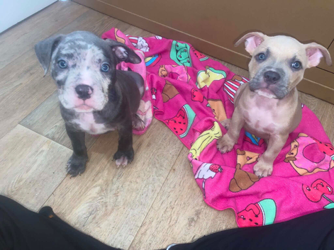 4 pups left ready now