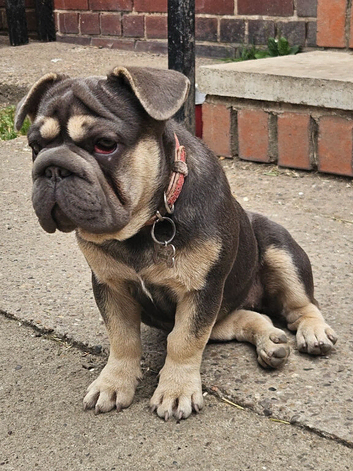Big Rope French Bulldog (FEMALE)