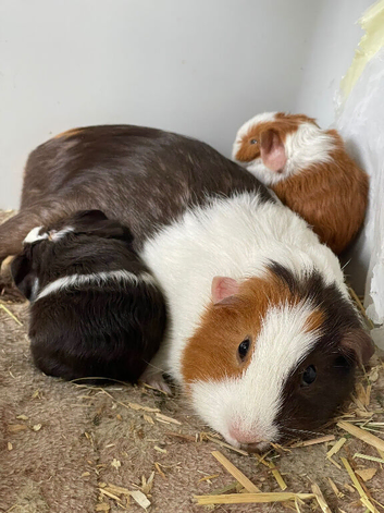 Baby guinea pig pairs.