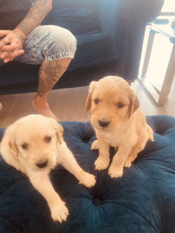 Gorgeous Goldendoodle puppy&rsquo;s