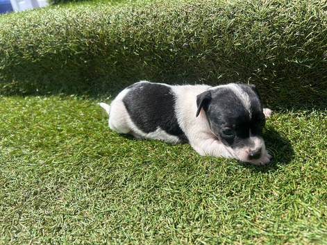 Jack Russel puppies