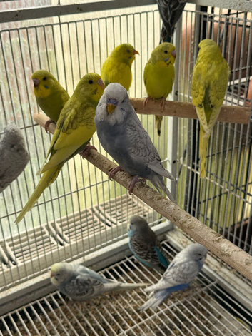 Beautiful young and adult budgies.