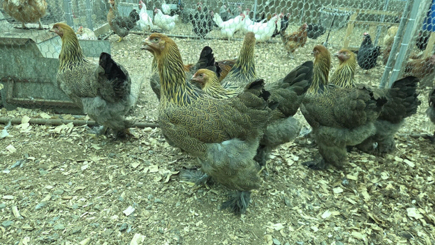 Stunning Brahma hens &ndash; POL.