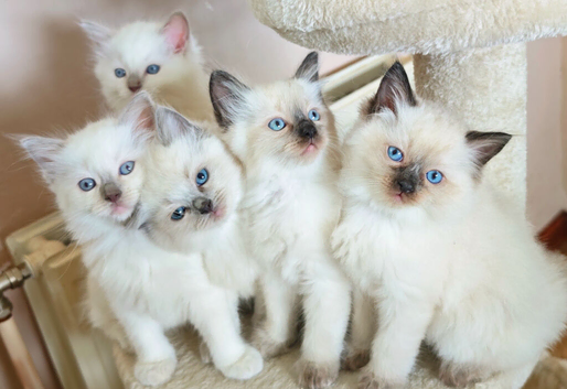Ragdoll kittens