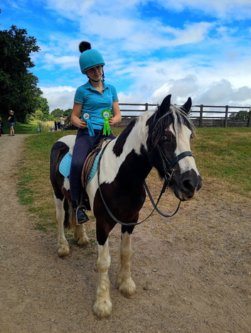 14.1hh Piebald cob 5 years