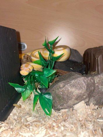 Royal Python for sale