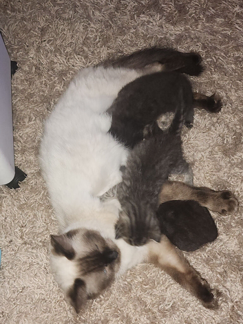 Ragdoll x bengal