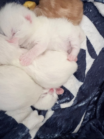 Turkish angora kittens