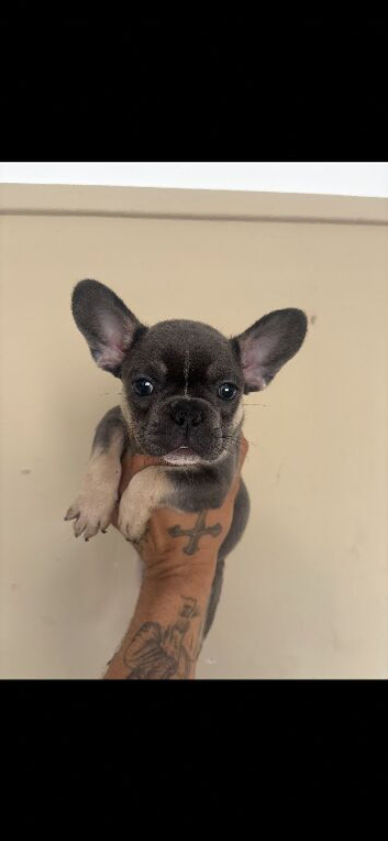Micro frenchie