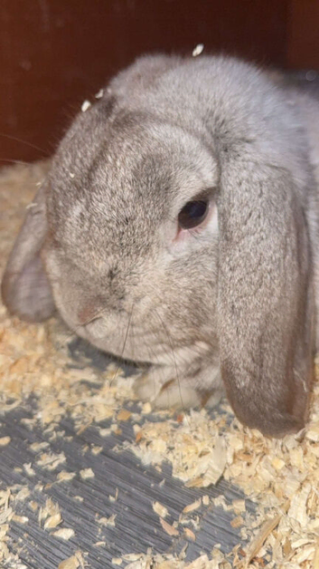 full breed mini lop male