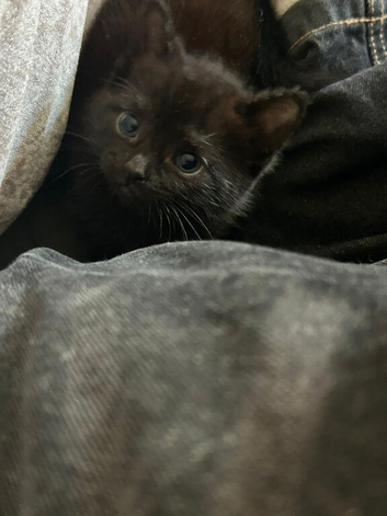 two black girl kittens