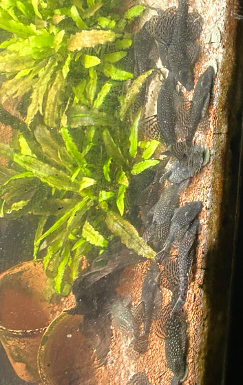 Bristlenose Plecos
