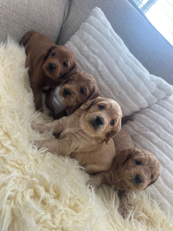 Golden Double doodle