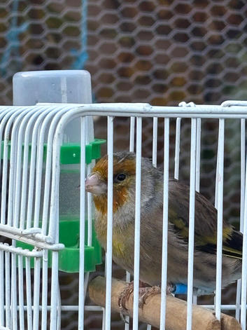 canary x goldfinch mule