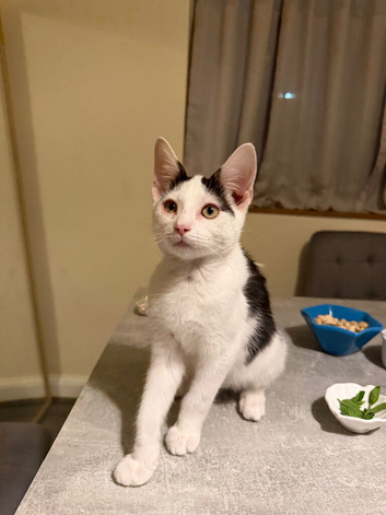 Kitten for sale