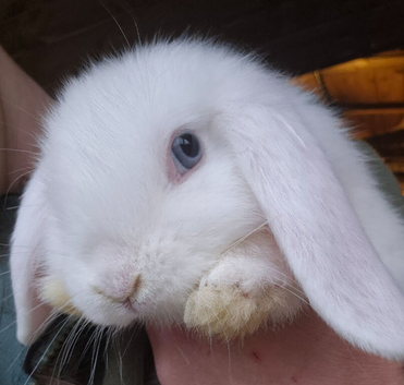 Mini lop baby boy