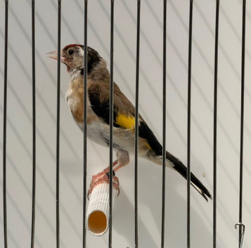 proven BBC Goldfinch pair