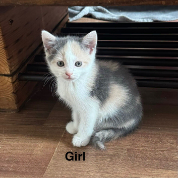 4 kittens ready for new homes.