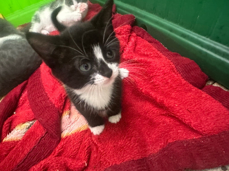 Kitten