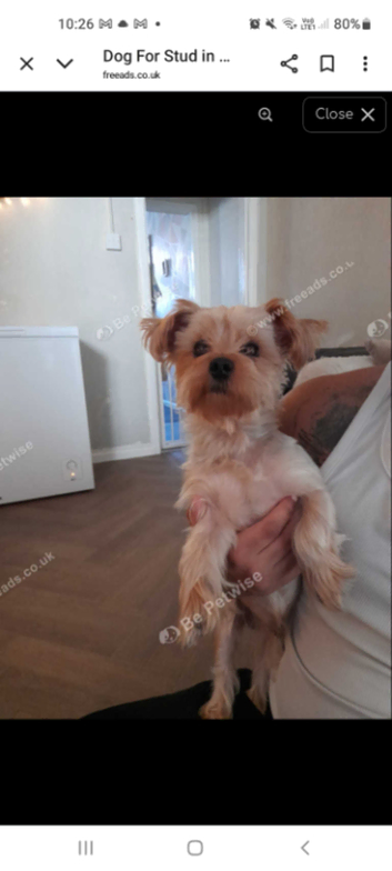 Dog for stud