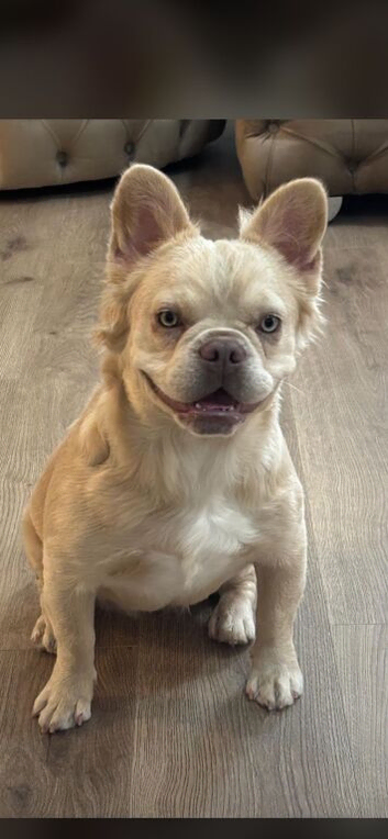 Fluffy Frenchie