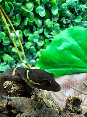 Chinese Cave Gecko (Hainanensis) at Birmingham Reptiles