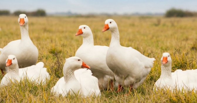 6 Geese