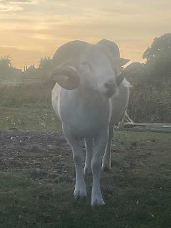 Wiltshire Horn Ram