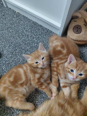 Ginger boy
