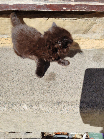 Black Kittens x 2