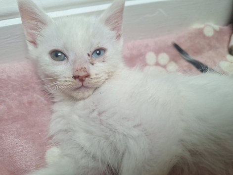 Beautiful turkish angora x maine coon kittens looking for forever homes