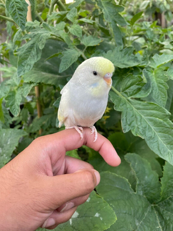 Hand tame baby budgies