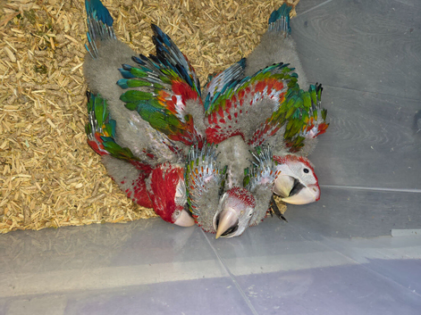 Last male ruby macaw