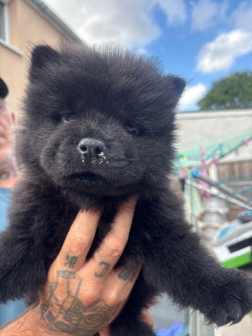Chow pups ready now papers to hand !!