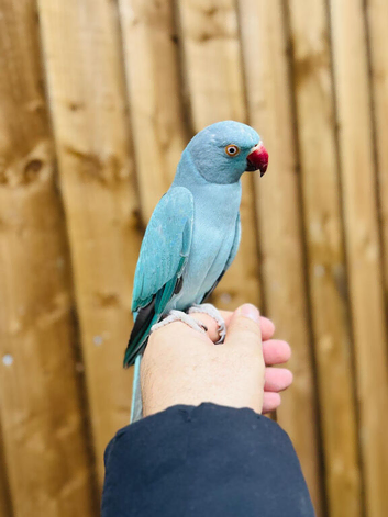 Blue ring neck parrot