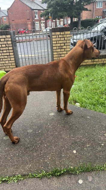 Austrialian kelpie x Staffy