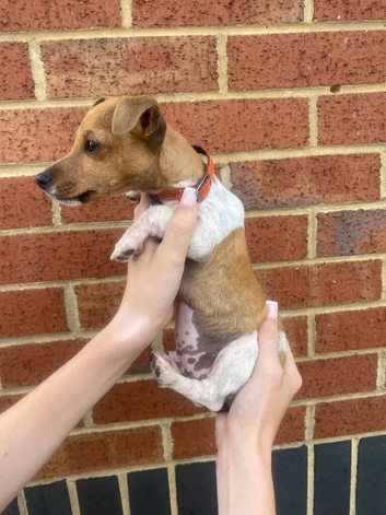 Traditional miniature Jack Russell