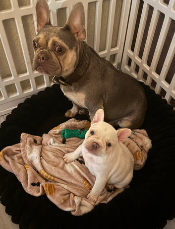 French bulldog puppy fully kc