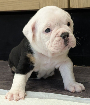 Old English Bulldog puppy