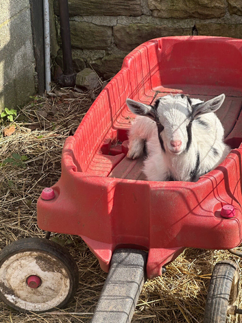2female twins  9weeks old eating drinking also castrated male also 9weeks old  pigmy cross