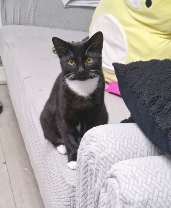 Male kitten looking for a new home