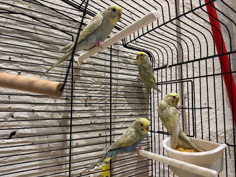 Yellow face greying budgys