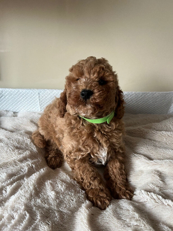Cavapoochon puppies